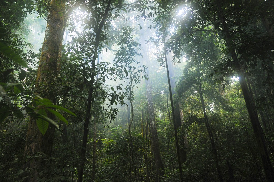 Ecosistema Selva