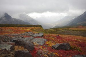 Ecosistema Tundra