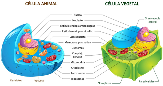 células vegetales 