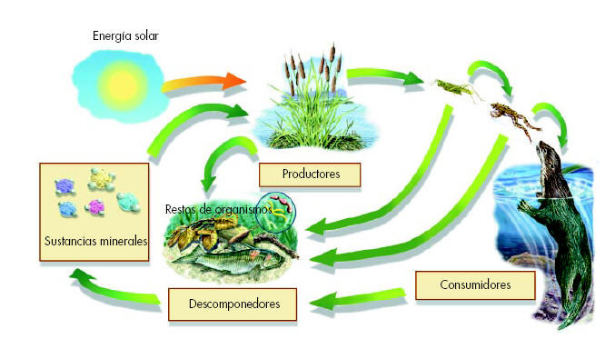 componentes de un ecosistema