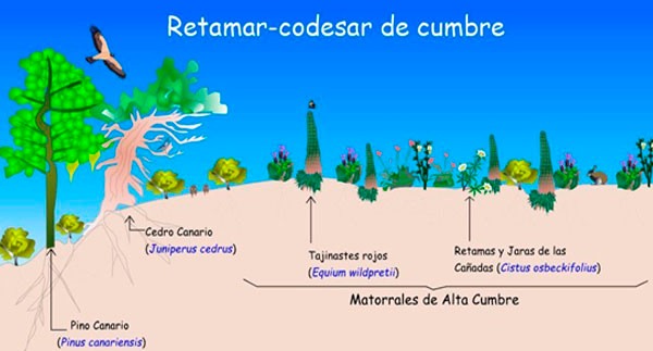 ecosistema canario