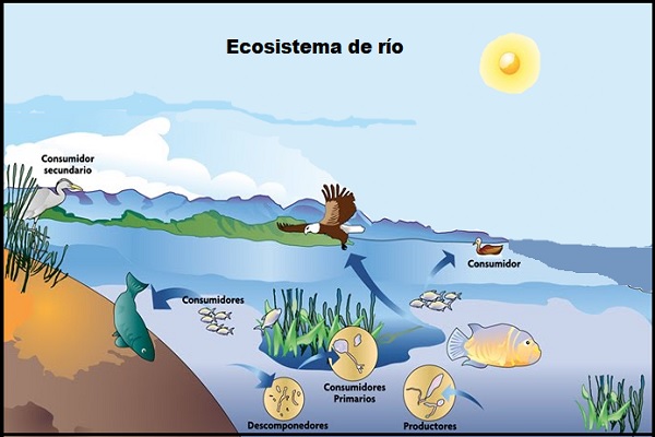 ecosistema de río