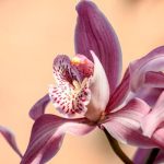 cuidado-orquideas-hogar-1