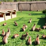 como-hacer-criadero-conejos-en-casa-de-forma-efectiva