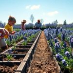 cuando-sembrar-semilla-lavanda